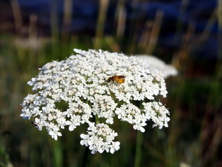 Abeja pequeña recolectando polen