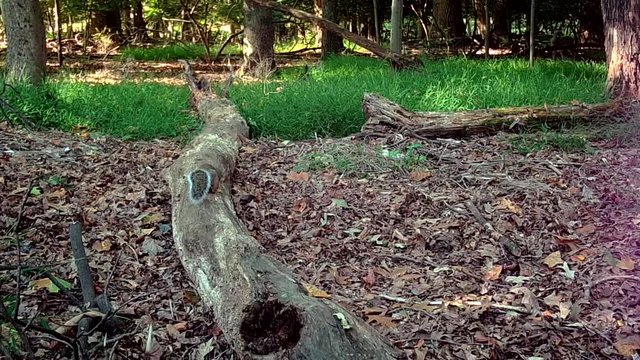 greay squirrel with running deer in background
