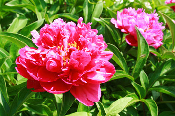 peonies in the garden