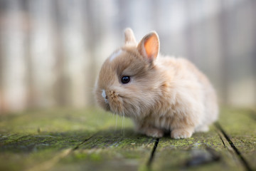 Baby Bunny 2