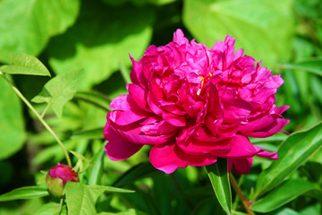 peonies in the garden