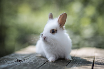 Baby Bunny