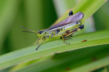 Sumpfschrecke auf einem Grashalm - Stethophyma grossum in einer Makroaufnahme