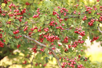 AUTUMN BERRIES ON THE TREE
