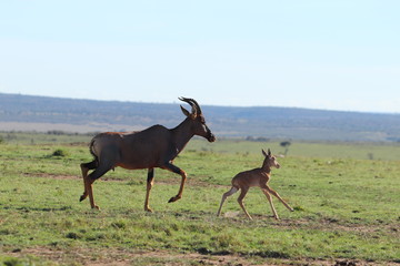 Naklejka na ściany i meble Baby topi and its mom running in the african savannah.