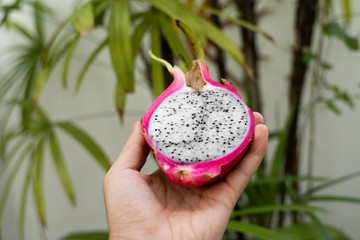 Male hand holding a dragon fruit with a palm tree on a background. Slice of white dragon fruit or pitaya. Tropical and exotic fruits. Healthy and vitamin food concept.
