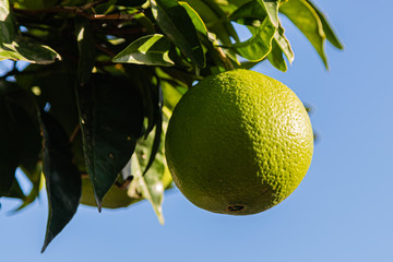 green oranges on the tree