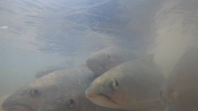Neolissochilus Fish are searching for food and traveling to breed at the place of origin.