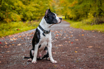 Amstaff dog on a walk in the park. Big dog. Bright dog. Light color. Home pet. Black and white dog