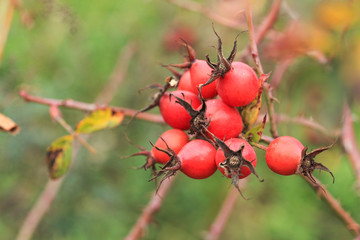 Rosehip berries and flowers, bush in the fall