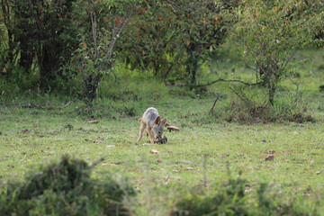 Black-backed jackal pup feeding on a bone in the african savannah.