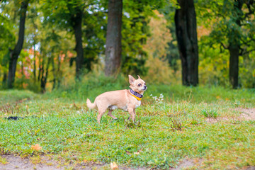 Chihuahua dog on a walk in the park. A small dog. Bright dog. Light color. Home pet.