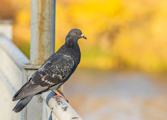 City pigeon is lit by the sun. Portrait. On a gold background