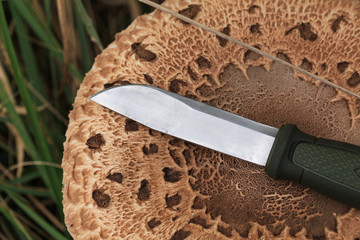 (Macrolepiota procera, Lepiota procera) High fungus. Very tasty and healthy. Edible mushroom. Culinary usage. Mushrooming. A walk in the woods. Man slicing knife parasol mushroom.