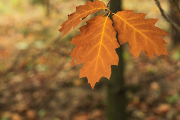 Foliage of a bush in beautiful yellow, orange and red autumn colors. Autumn leaves photography