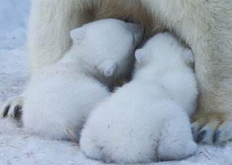 Polar bear baby cubs with mom.