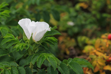 Glaucous dog rose, Rosa dumalis