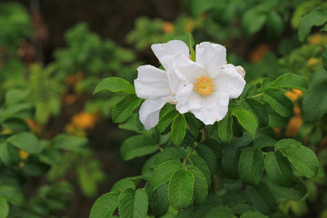 Glaucous dog rose, Rosa dumalis