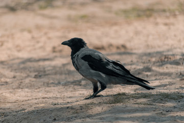 A big gray crow stands in the sand