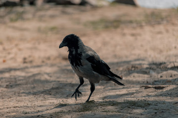 Big gray crow walks on the sand