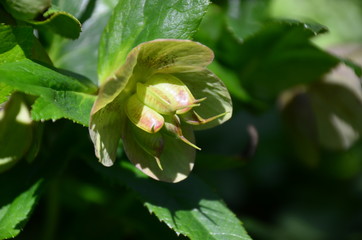 lenten rose