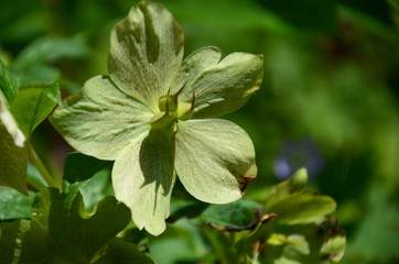 lenten rose