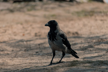 A big gray crow stands in the sand
