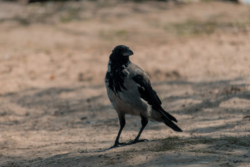 A big gray crow stands in the sand