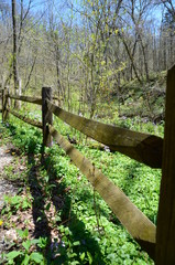 wooden fence in the forest