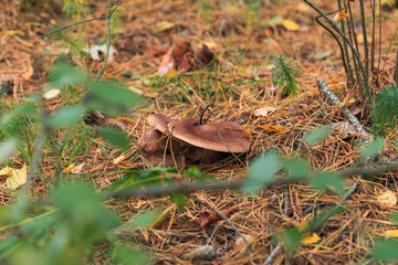 Poisonous mushroom growing in the forest. Inedible mushrooms growing in Central Europe. Autumn season.