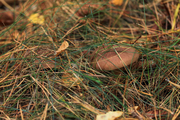 Poisonous mushroom growing in the forest. Inedible mushrooms growing in Central Europe. Autumn season.
