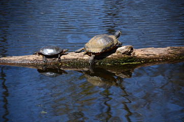 Obraz premium turtles on rock