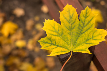 yellow maple leaves in autumn