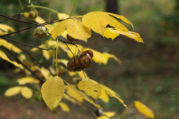 Foliage of a bush in beautiful yellow, orange and red autumn colors. Autumn leaves photographed in Helsinki, Finland.