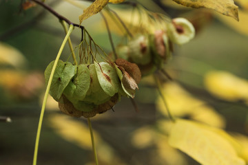 Foliage of a bush in beautiful yellow, orange and red autumn colors. Autumn leaves photographed in Helsinki, Finland.