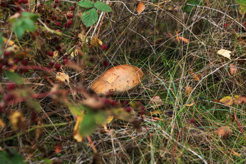 Mushroom Leccinum versipelle, also known as Boletus testaceoscaber or the orange birch bolete - edible and very tasty.