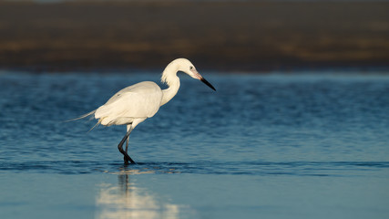 A white morph Reddish Egret wading.