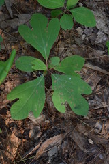 leaves of tree