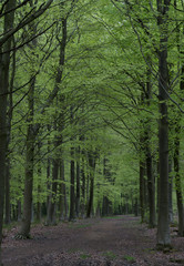 Beech Woods in Summer