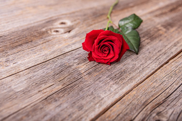 Red rose on a wooden background
