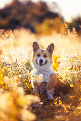 portrait funny cute puppy dog a red headed Corgi sits on a summer meadow and smiles contentedly...