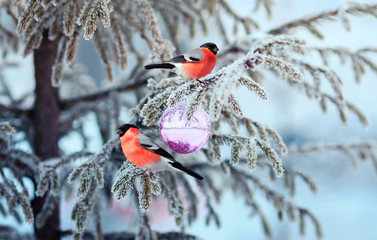 beautiful postcard with two birds a red plump bullfinch sitting on a spruce branch covered with...