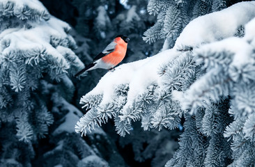 bird a red bullfinch sits on the branches of a spruce tree covered with frost in a winter Christmas...