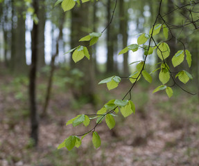 Beech Woods in Summer