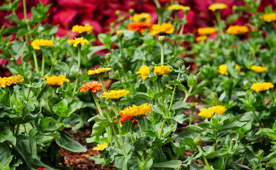 Fototapeta premium Flower bud standing tall in a flowerbed of yellow and orange and red flowers