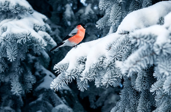 bird a red bullfinch sits on the branches of a spruce tree covered with frost in a winter Christmas Park