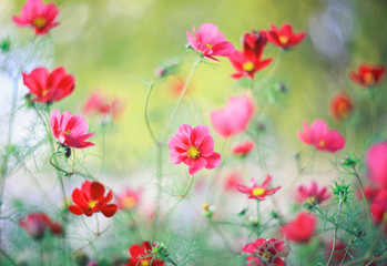 beautiful natural background with bright pink flowers cosmea blossomed in Sunny summer garden
