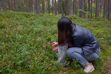 Fototapeta premium Woman harvesting berries in the forest after rain