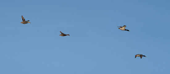 Mallard in Flight