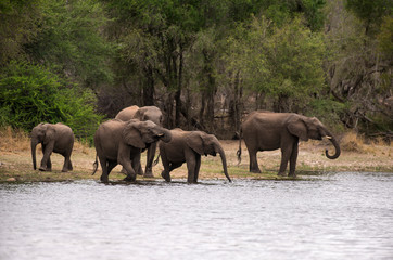 El&eacute;phant d'Afrique, loxodonta africana, African elephant, Parc national Kruger, Afrique du Sud